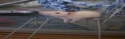 Rat rodents for sale: Two female rats and accessories  in Rotherham - Advert 3