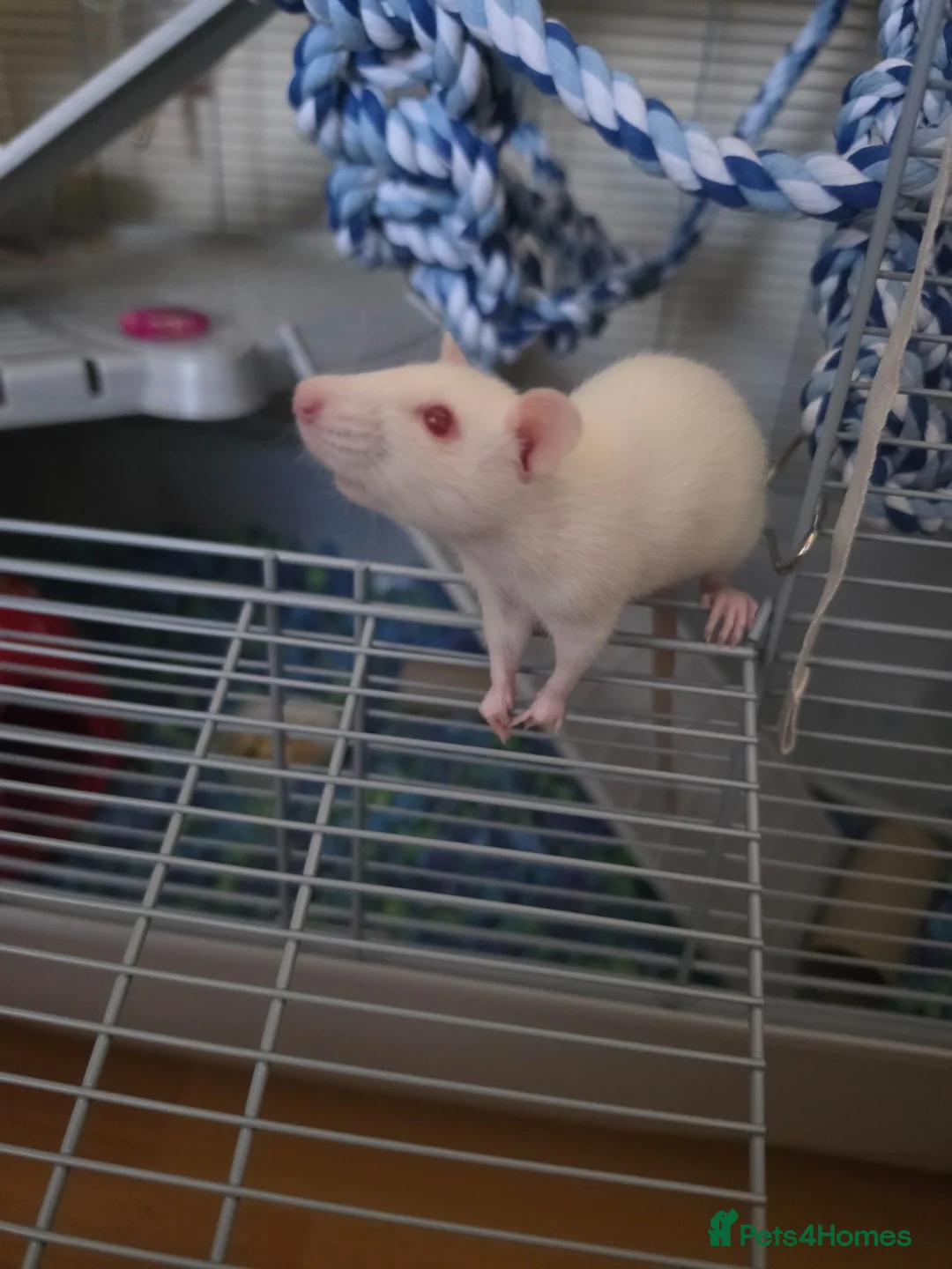 Rat rodents for sale: Two female rats and accessories  in Rotherham - Advert 3