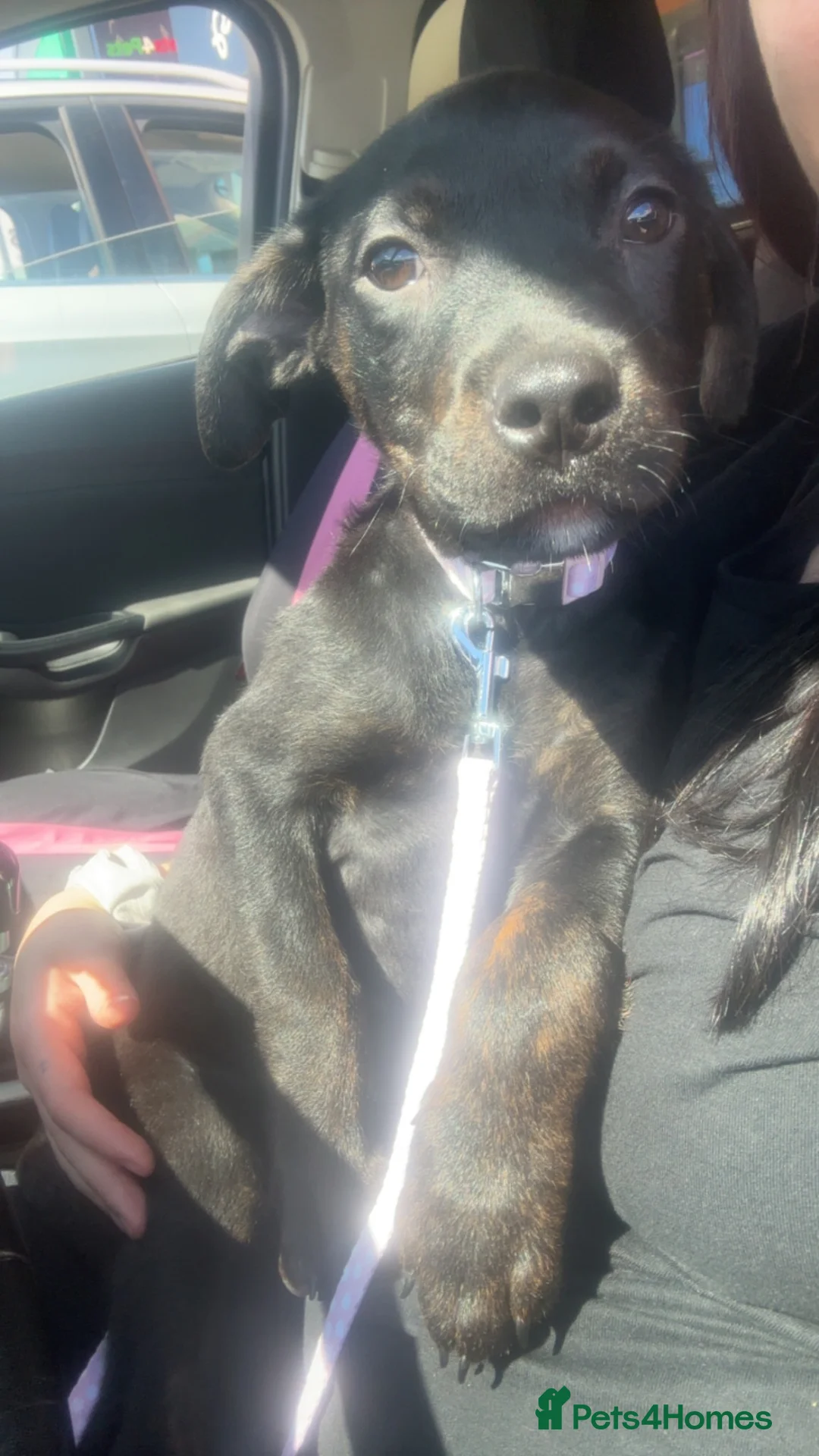 Boxweiler dogs for sale: boxweiler 14 weeks old girl named shadow in Aberdeen - Advert 4