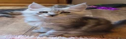 Maine Coon cats for sale: Mainecoon Kittens Tica Reg - Advert 22