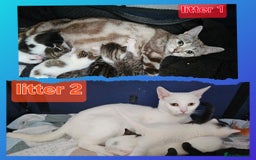 Mixed Breed cats for sale:  Kittens😹🐱😻collection on August 24 and 31. - Image 2