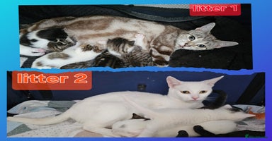 Mixed Breed cats - Advert 2