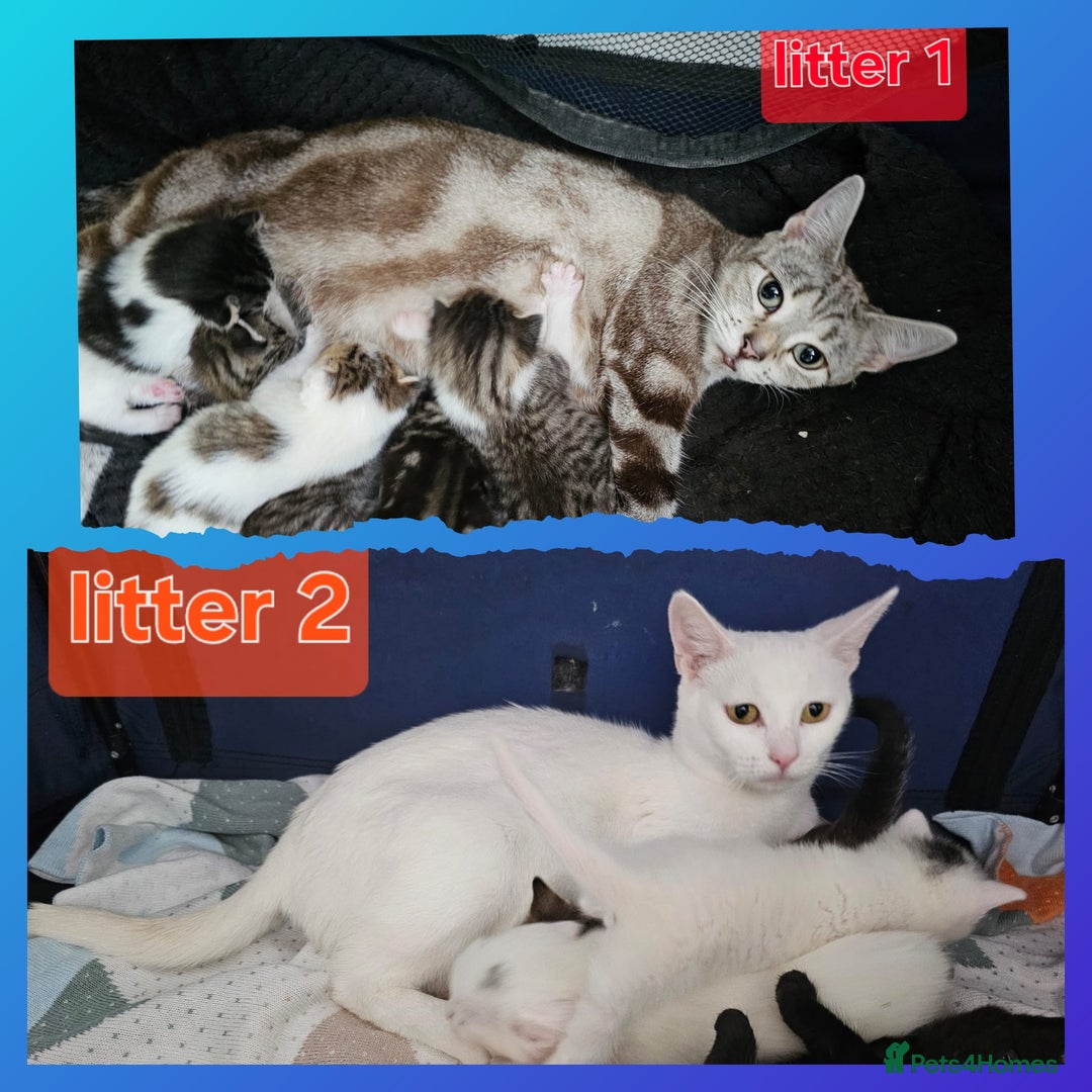 Mixed Breed cats for sale:  Kittens😹🐱😻collection on August 24 and 31. - Image 2
