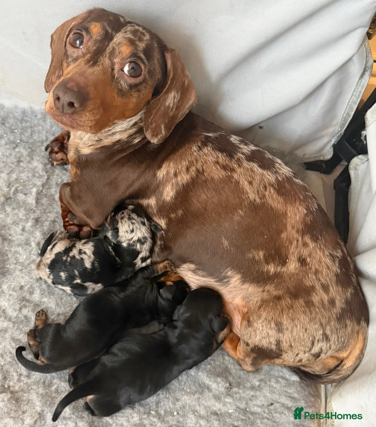 Jackshund dogs Beautiful Jackweenie Boy  in Bridgend - Advert 18