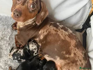 Jackshund dogs Beautiful Jackweenie Boy in Bridgend - Advert 18