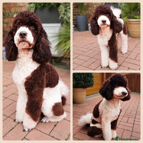 Standard Poodle dogs CHOCOLATE PARTI MOYEN POODLE! FULLY DNA TESED! in Kettering - Advert 1