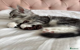 Maine Coon cats for sale: Maine Coon Kitten - Male - Image 12