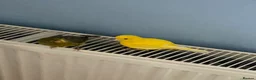 Canaries birds for sale: Five month old male canary in Woodbridge - Advert 11