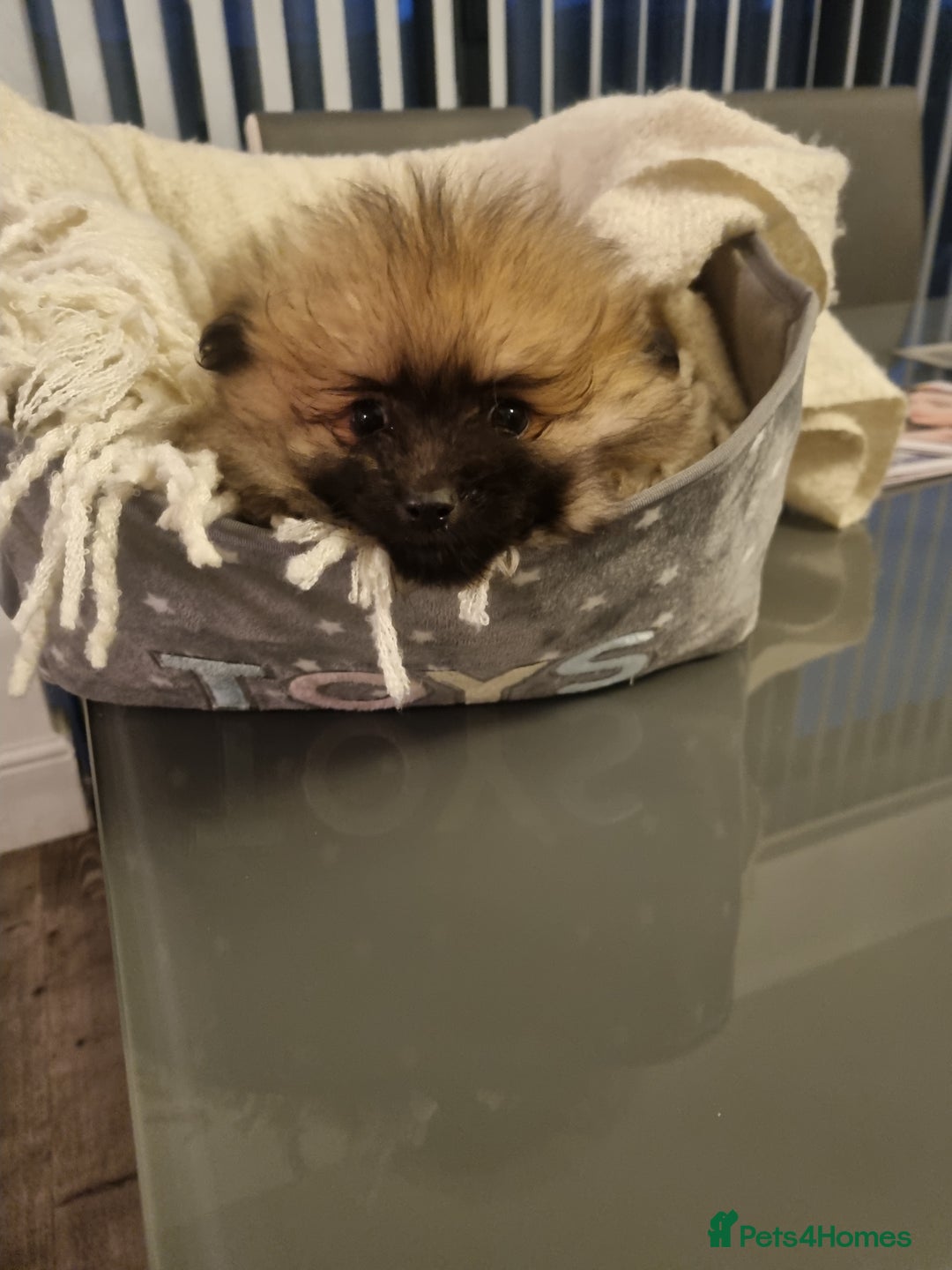 Pomeranian dogs for sale: Pomeraniums  - Advert 3