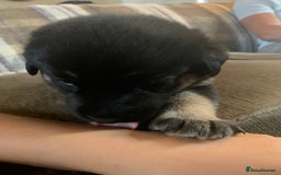 Mixed Breed dogs for sale: Labrador x German Shepard puppies - Image 11