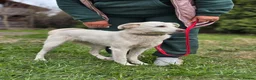Mixed Breed dogs for adoption: ❤️BELLA❤️ Full of Love, Joy and Life - Advert 10