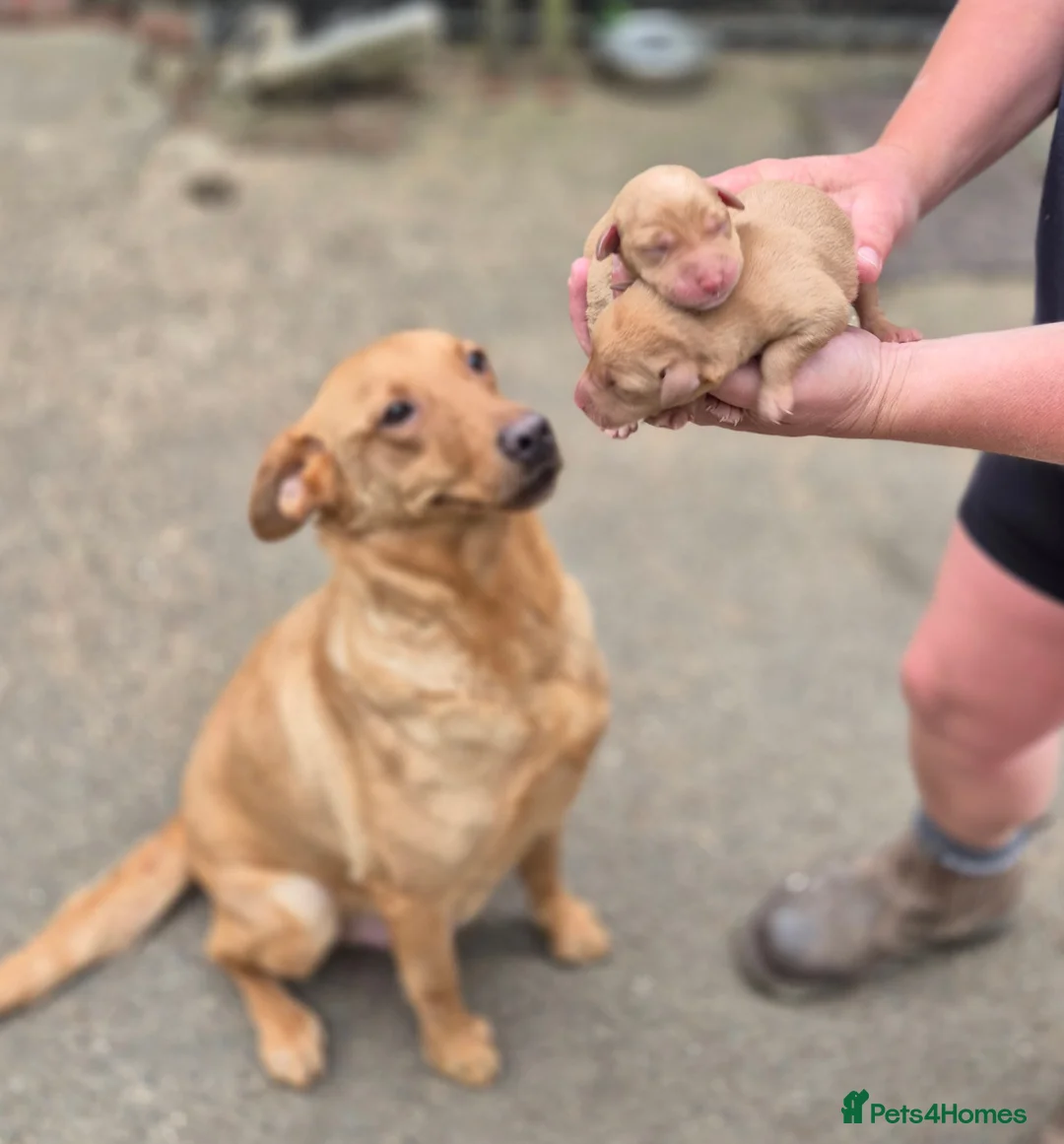 Labrador Retriever dogs for sale: KC Fox Red Male - Advert 5