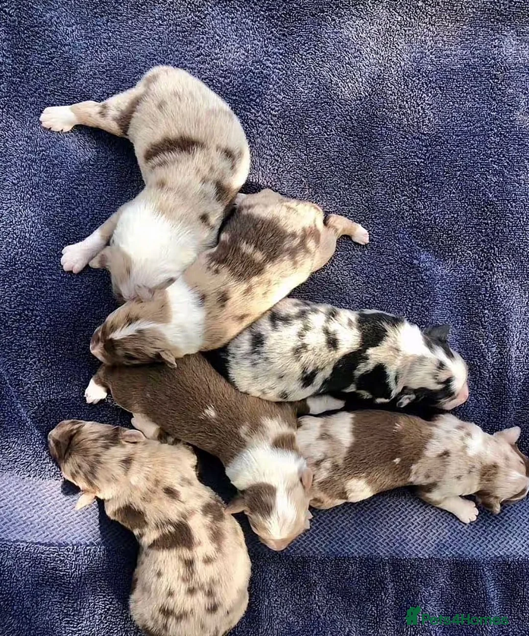 Australian Shepherd dogs for sale: Blue-Eyed Australian Shepherd Puppies Available in Welwyn Garden City - Advert 2