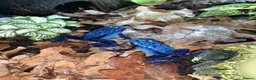 Frog reptiles for sale: Azureus dart frogs in Sidcup - Advert 8