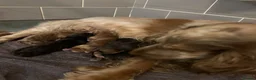 Cocker Spaniel dogs for sale: KC Show Type Cocker Spaniels - Advert 4