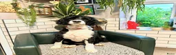 Portuguese Water Dog dogs for sale: Female PWD puppy available - Advert 10