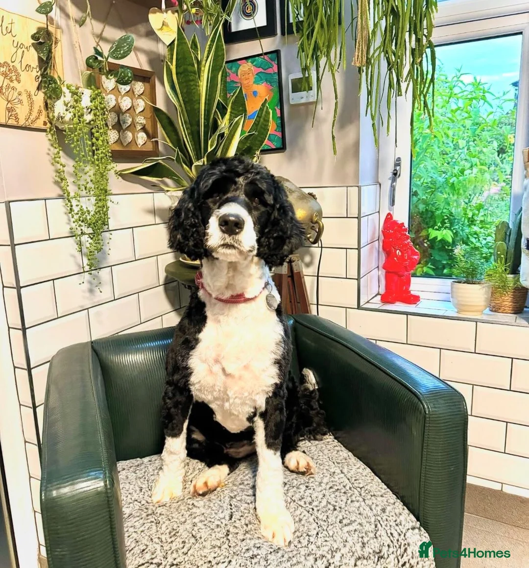 Portuguese Water Dog dogs for sale: Female PWD puppy available - Advert 10
