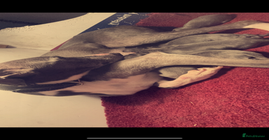 Whippet dogs - Advert 9