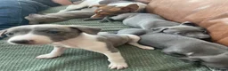 Whippet dogs for sale: Stunning Litter of KC Whippet Puppies - Advert 15