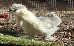 Chickens poultry for sale: Silkie youngsters this year hatch x2 - Image 1
