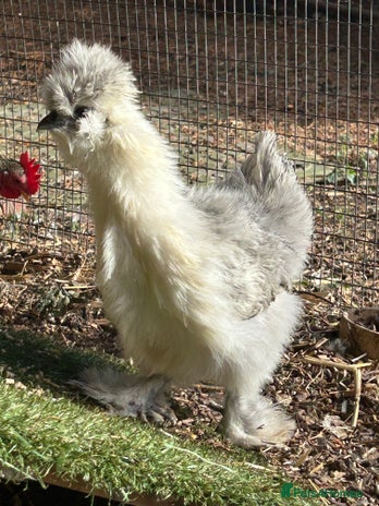 Chickens poultry - Advert 3