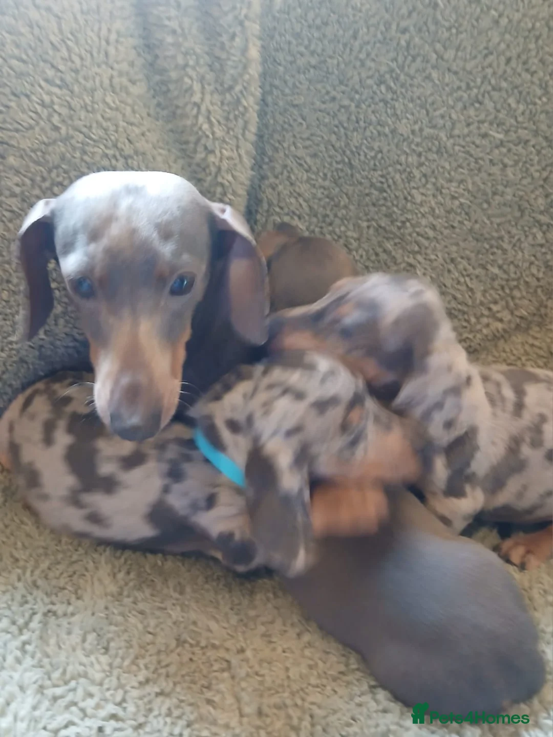 Miniature Dachshund dogs for sale: miniature dachshund puppies  - Advert 6