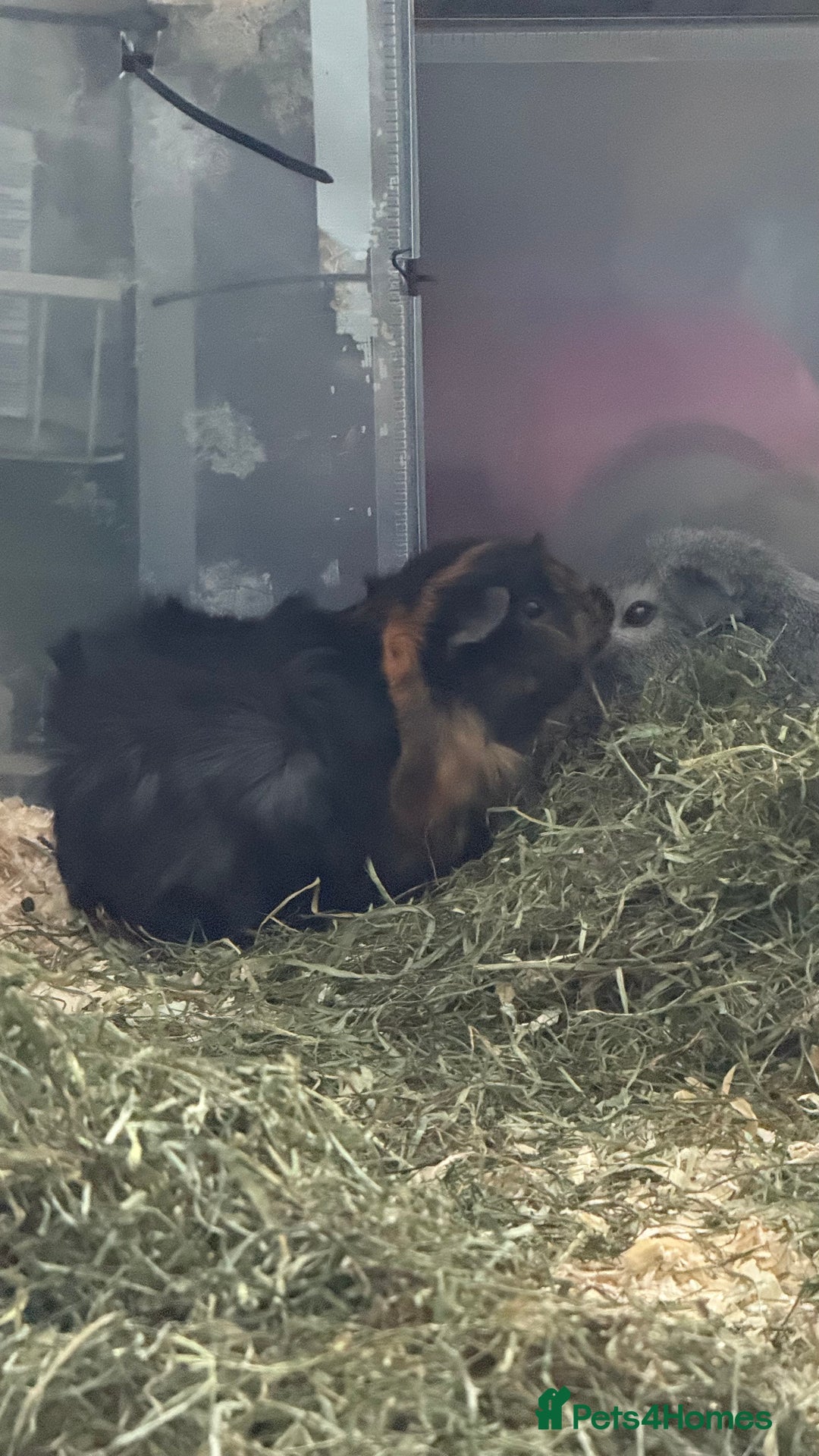 Guinea Pig rodents for sale: Guinea pigs for sale - Advert 2