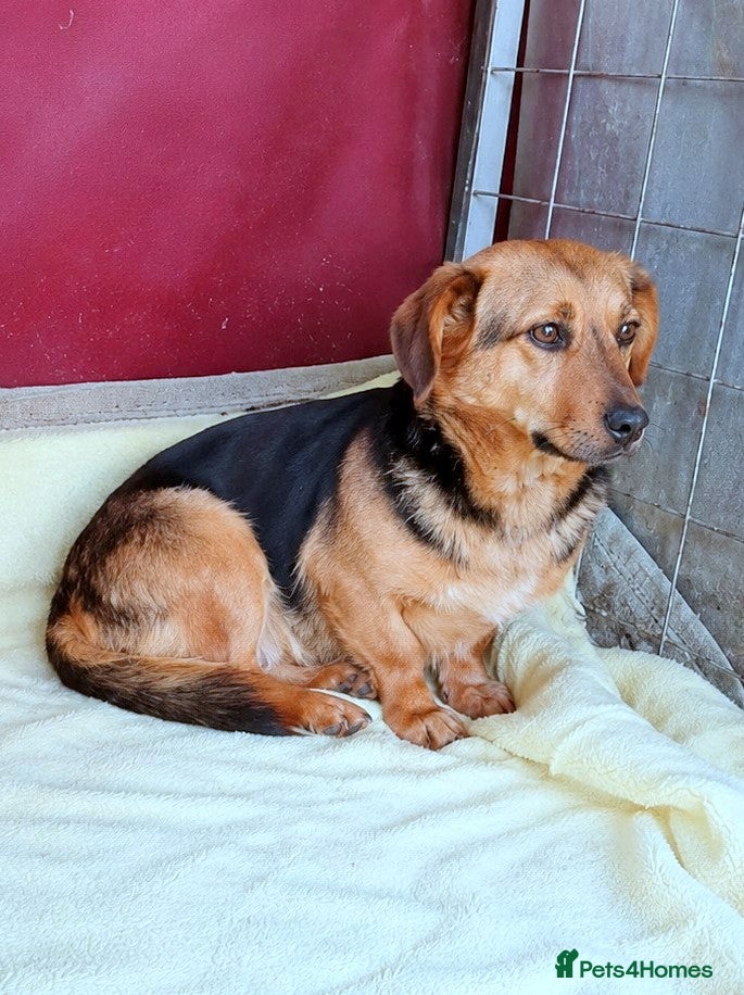 Mixed Breed dogs 💔 Marie – She Never Had A Chance 💔 - Advert 9