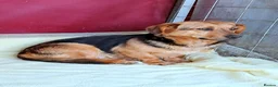 Mixed Breed dogs for adoption: 💔 Marie – She Never Had A Chance 💔 - Advert 1