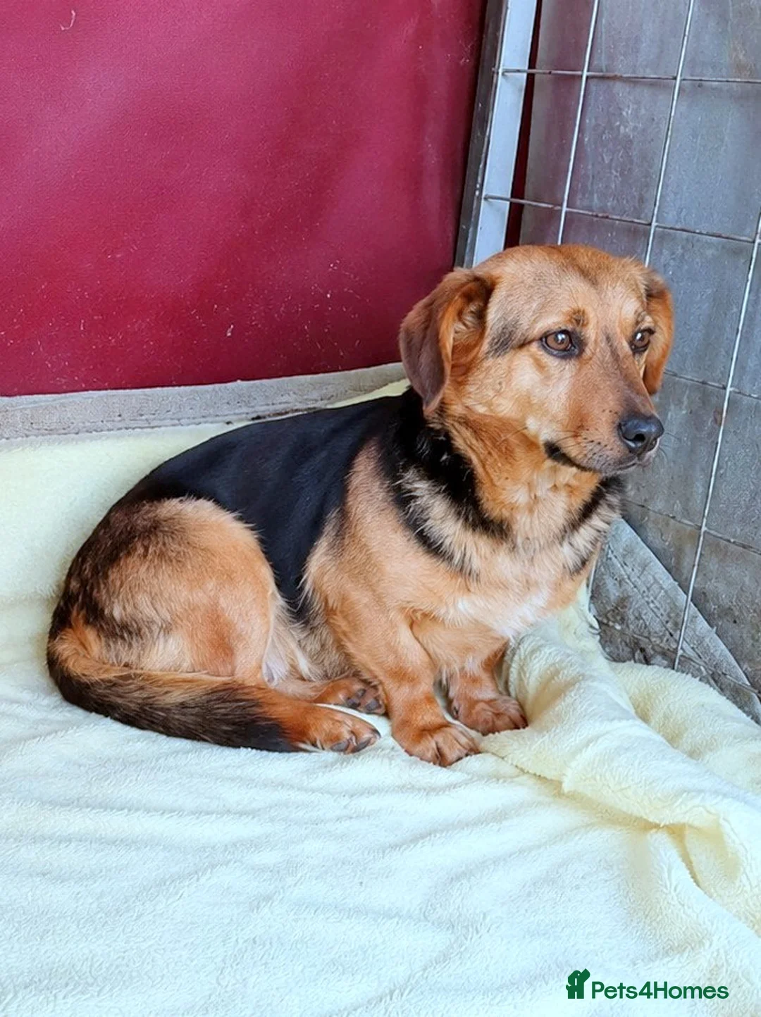 Mixed Breed dogs for adoption: 💔 Marie – She Never Had A Chance 💔 - Advert 1