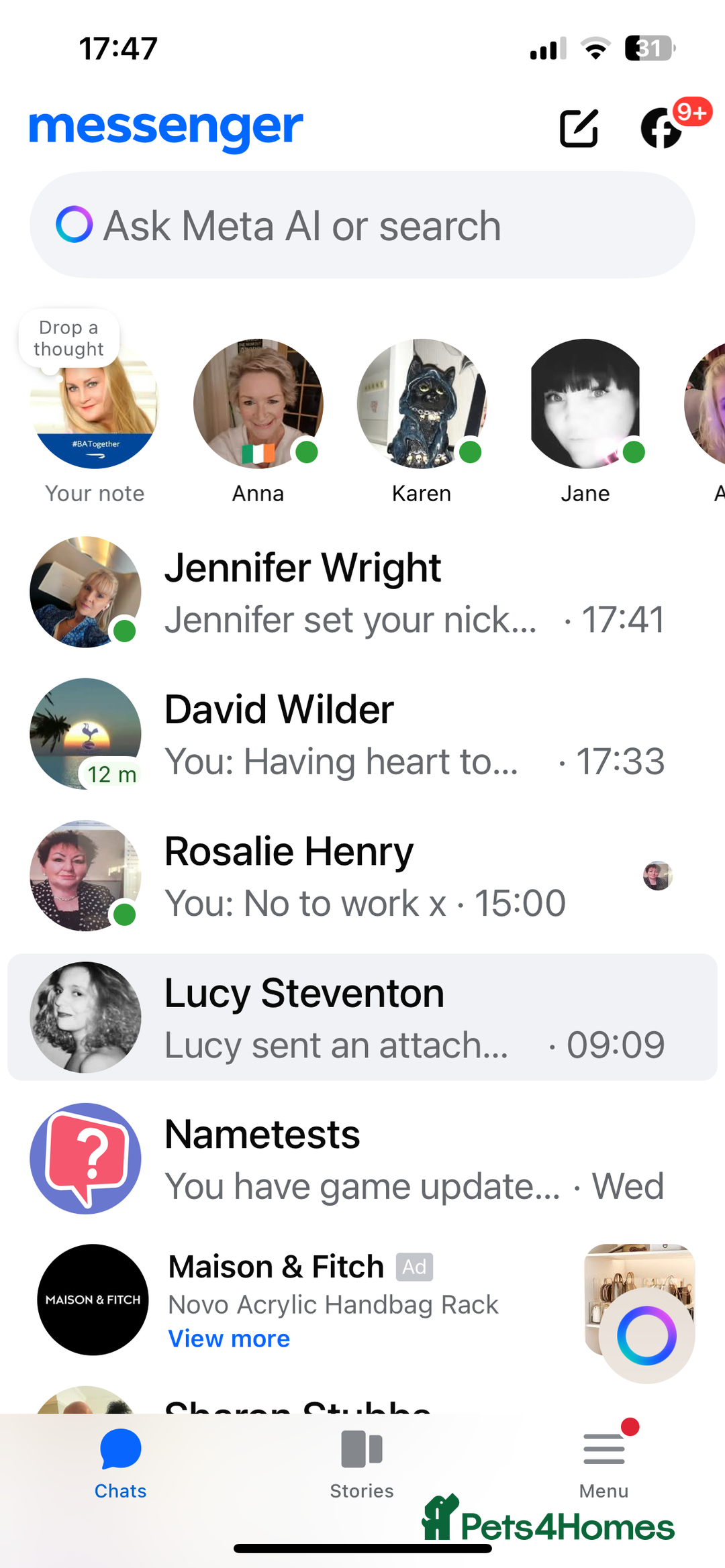 Persian cats for sale: Seal Colourpoint Persian Kittens - Image 18