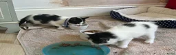 Mixed Breed cats for sale: beautiful shorthair/longhair kittens  - Advert 14