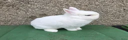 Netherland Dwarf rabbits for sale: 3 netherland dwarf bucks for sale  - Advert 6