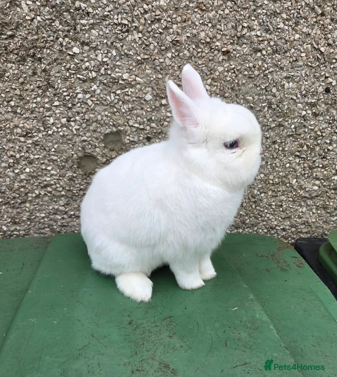 Netherland Dwarf rabbits for sale: 3 netherland dwarf bucks for sale  - Advert 6