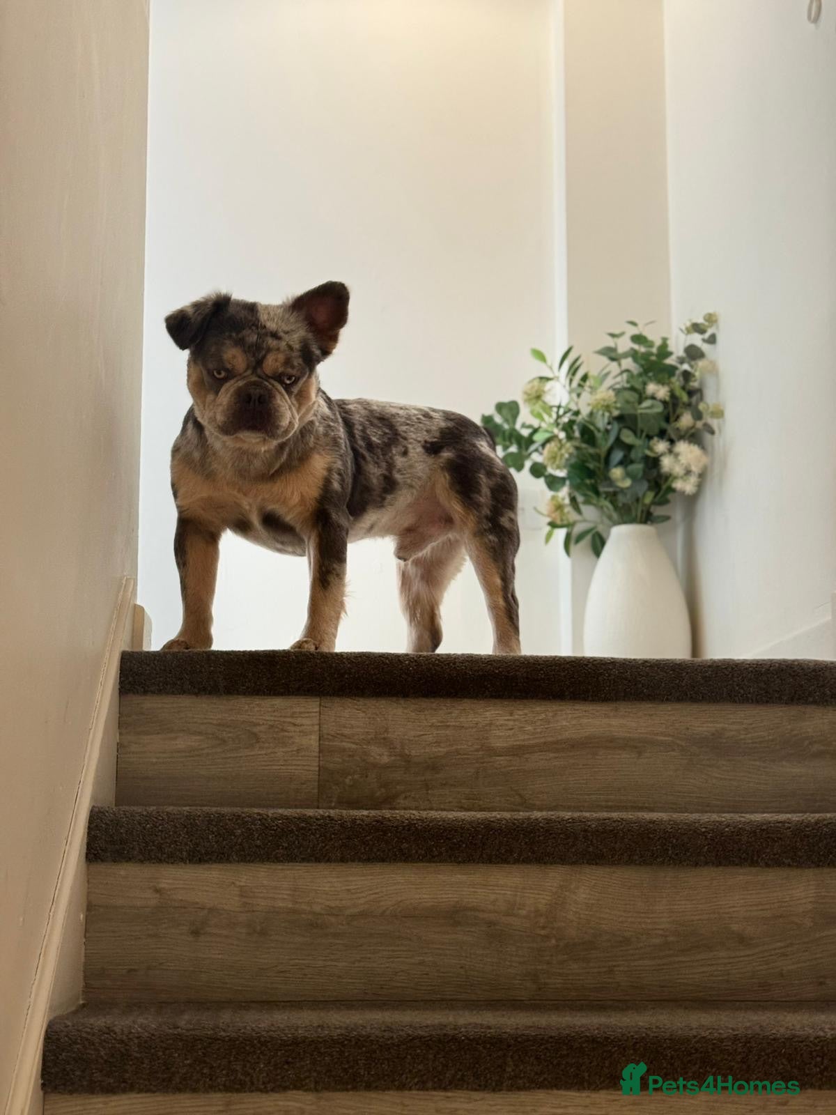 French Bulldog dogs Fluffy French bulldog KC registered - Advert 2