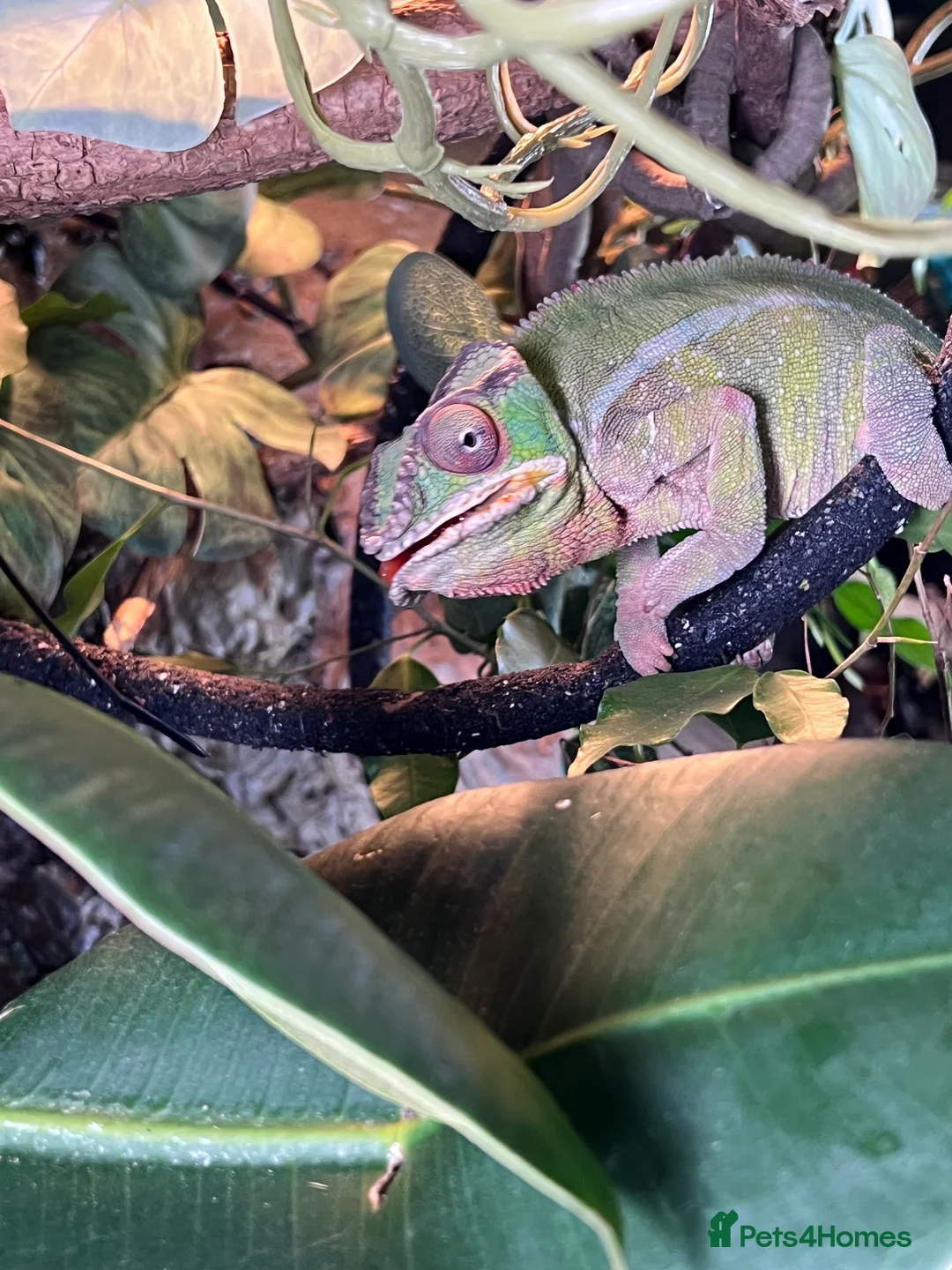 Chameleon reptiles for sale: Pantha chameleon  - Advert 2