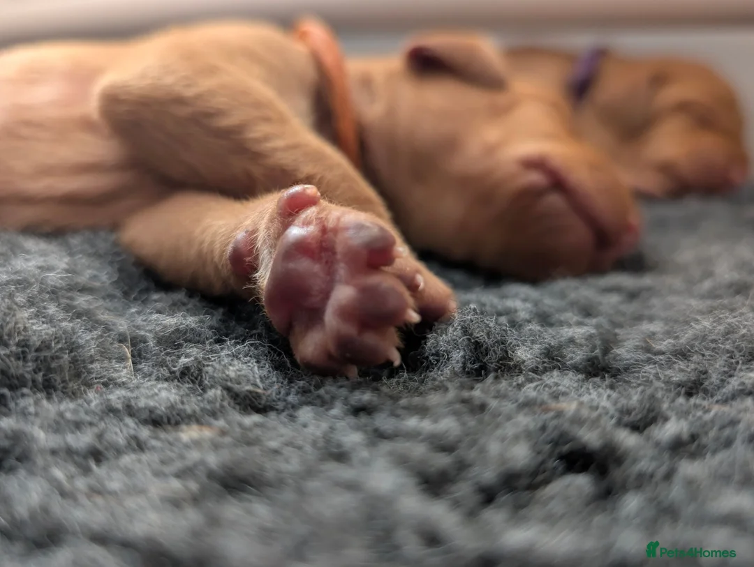 Hungarian Vizsla dogs for sale: 1 girl available  - Advert 7
