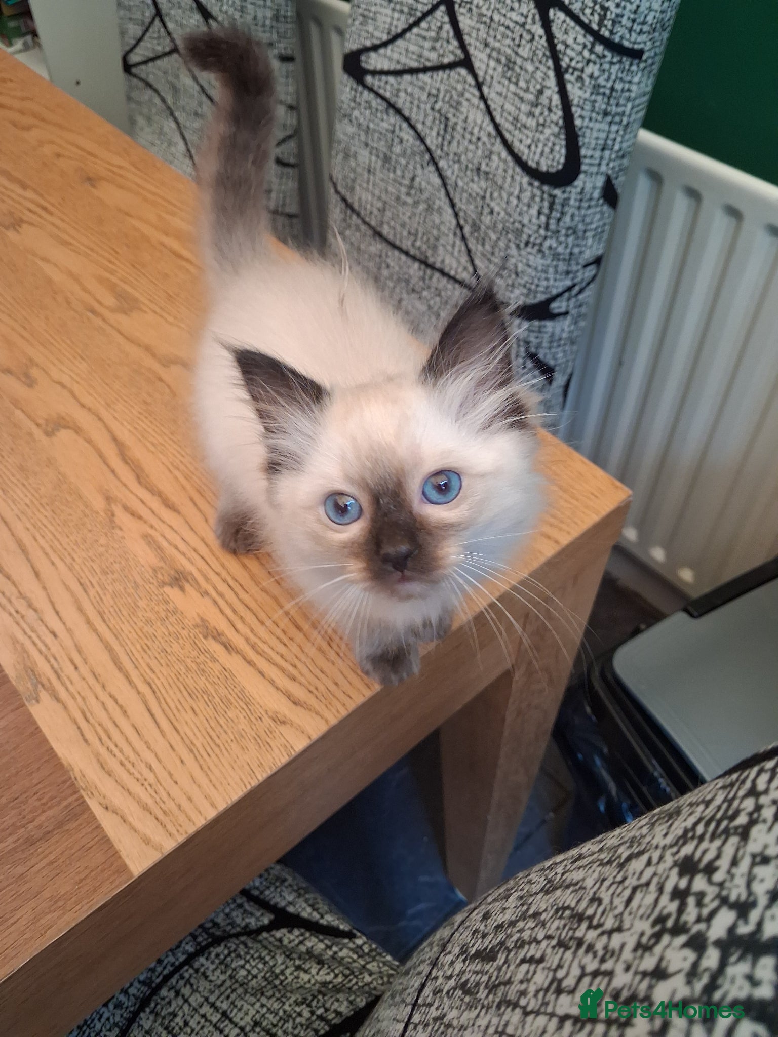 Ragdoll cats for sale: Ragdoll kittens ready 11th June after vet check - Advert 9