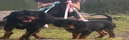 Cavalier King Charles Spaniel dogs for stud: Kc Black and Tan small proven cavalier stud  in Barnsley - Advert 3