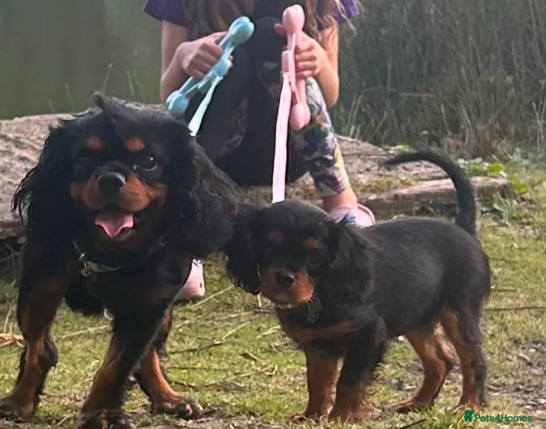 Cavalier King Charles Spaniel dogs for stud: Kc Black and Tan small proven cavalier stud  in Barnsley - Advert 3