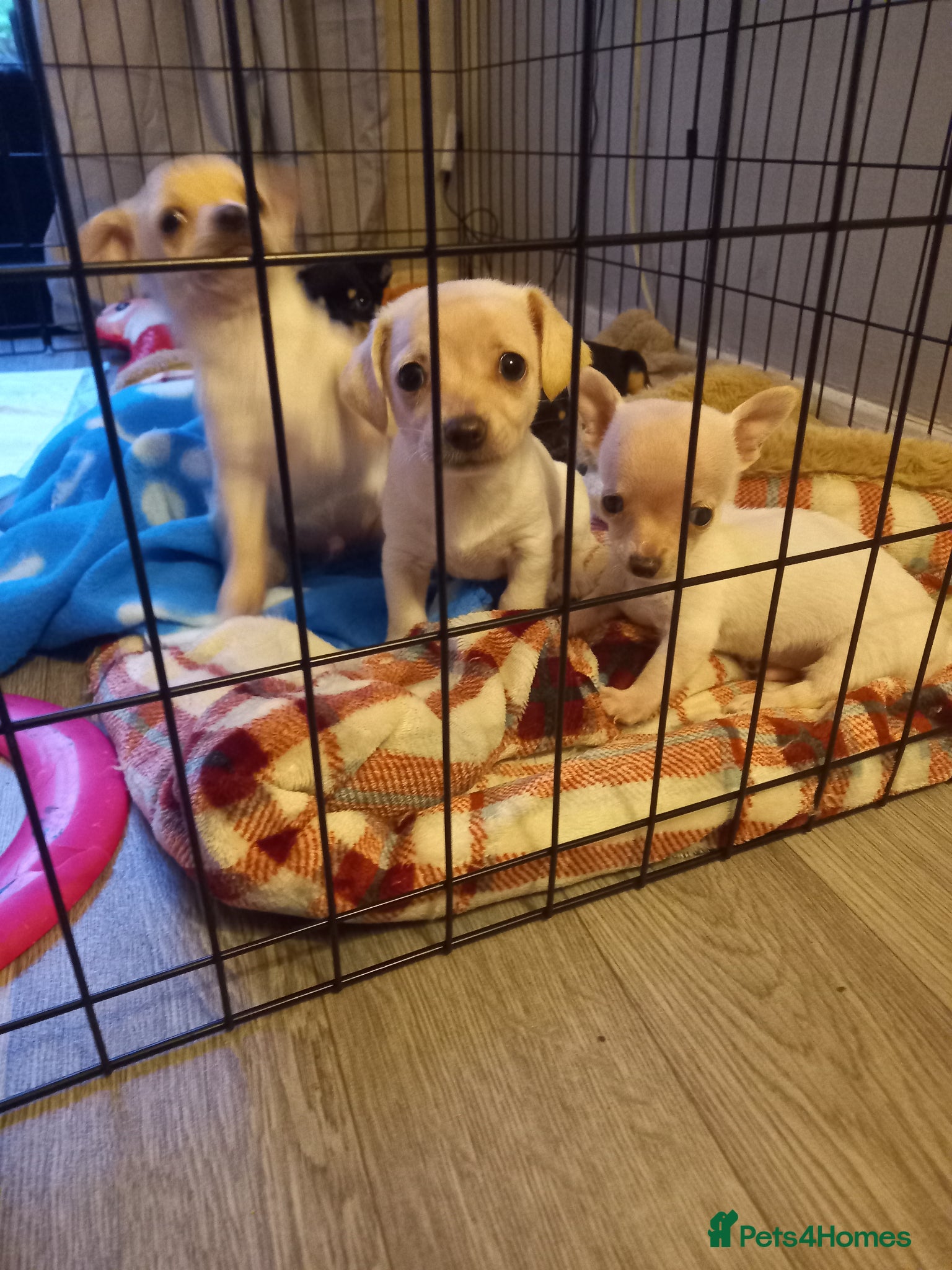 Jack Chi dogs 5 beautiful Jack chis - Advert 1