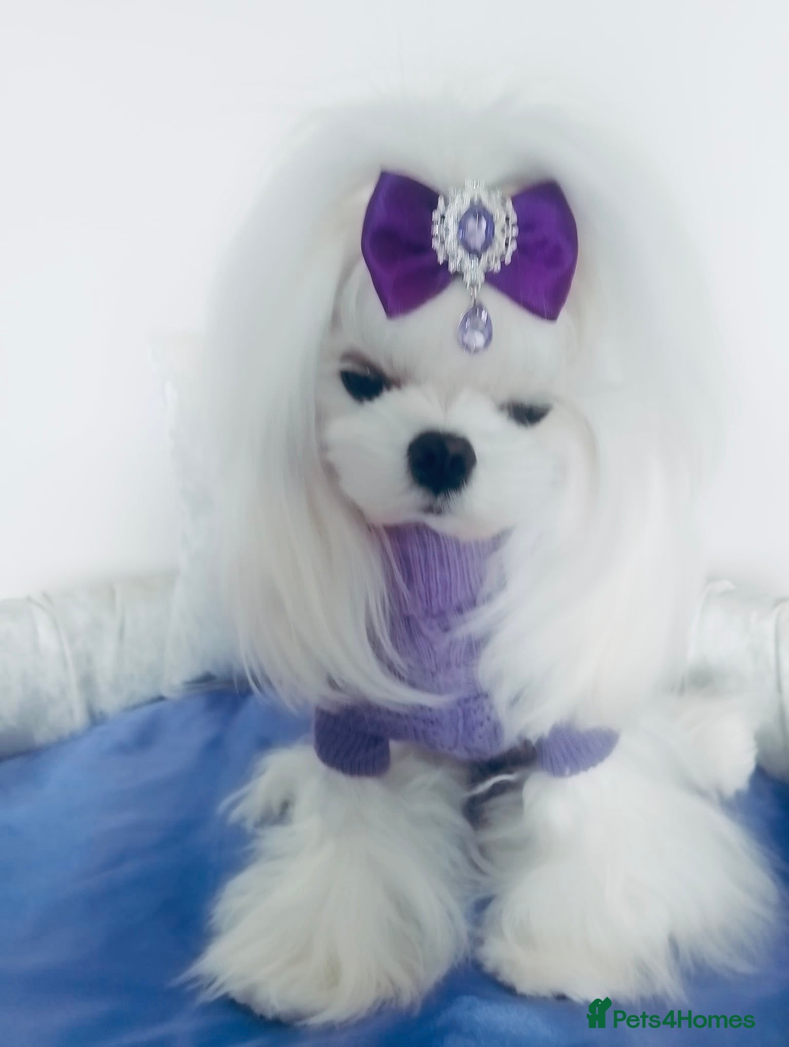 Maltese dogs 💜DNA health tested Tiny Korean Maltese boy💜 - Advert 2