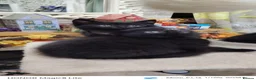 Mixed Breed cats for sale: Black kittens (female)  - Advert 6