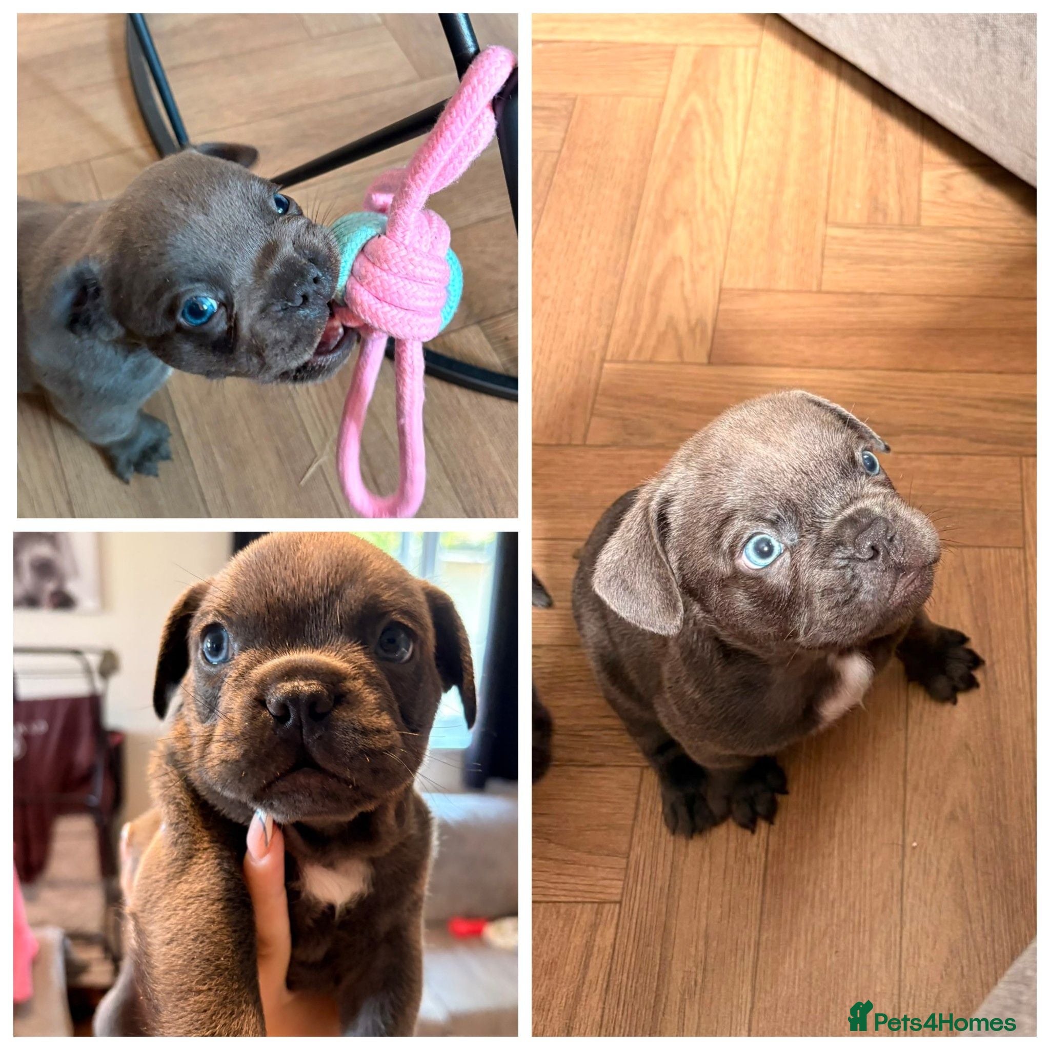 French Bulldog dogs Male blue french bulldog puppy - Advert 2