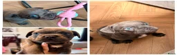 French Bulldog dogs for sale: Male blue french bulldog puppy - Advert 1