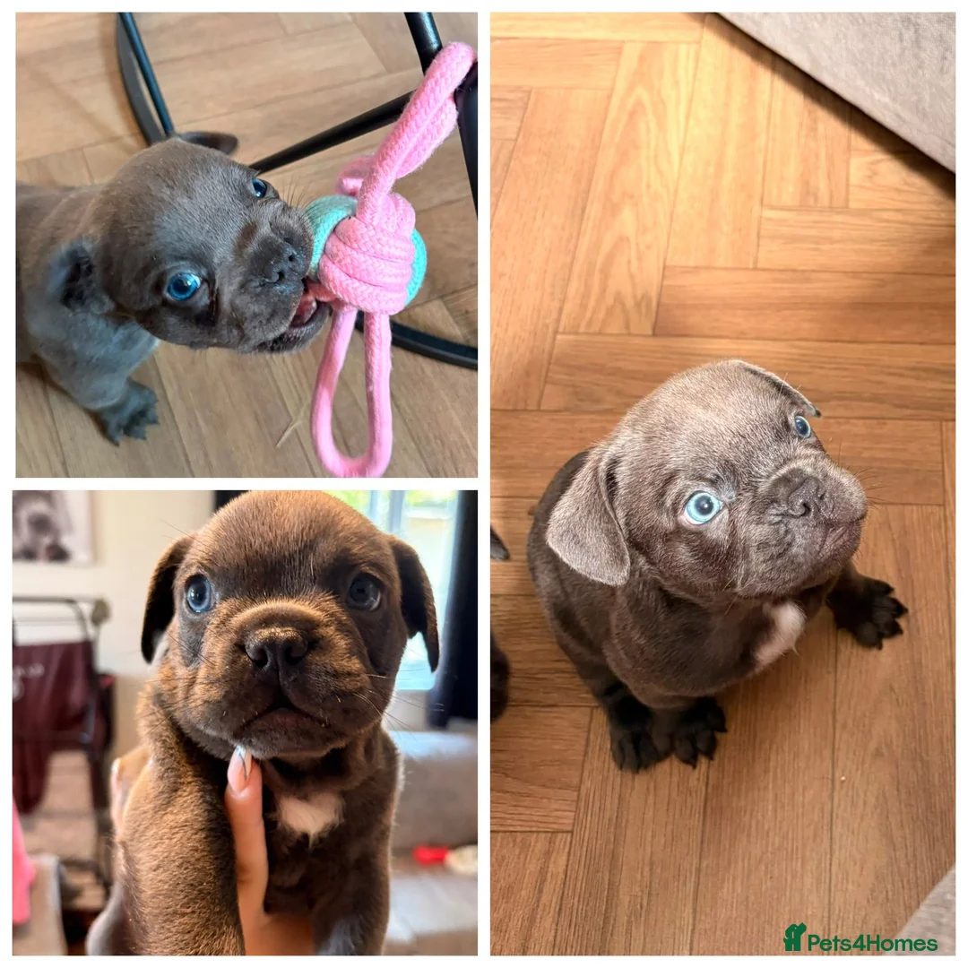 French Bulldog dogs for sale: Male blue french bulldog puppy - Advert 1