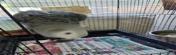 Parrots birds for sale: Baby African Gray  - Advert 8