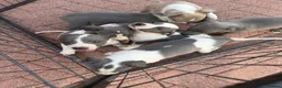Whippet dogs for sale: Whippet puppies  - Advert 10