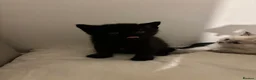 Ragdoll cats for sale: Ragdoll x British shorthair kittens  in Peterborough - Advert 8