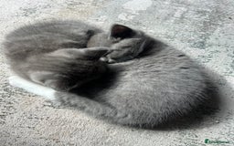 British Shorthair cats for sale: 2 adorable kittens available for a loving home  - Image 3